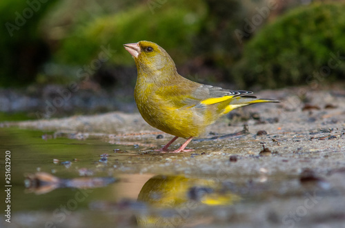 European Greenfinch photo