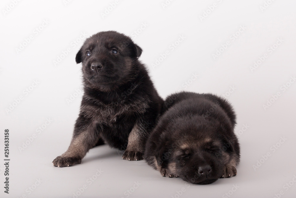 Two funny puppies lie next to each other on a gray background. East European shepherd. Sleepy puppy