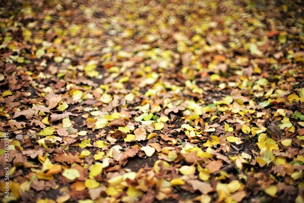 Colorful backround image of fallen autumn leaves perfect for seasonal use