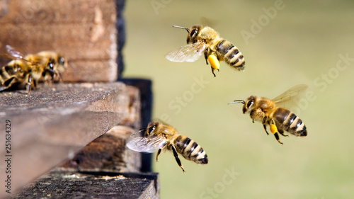Honigbienen am Bienenstock photo