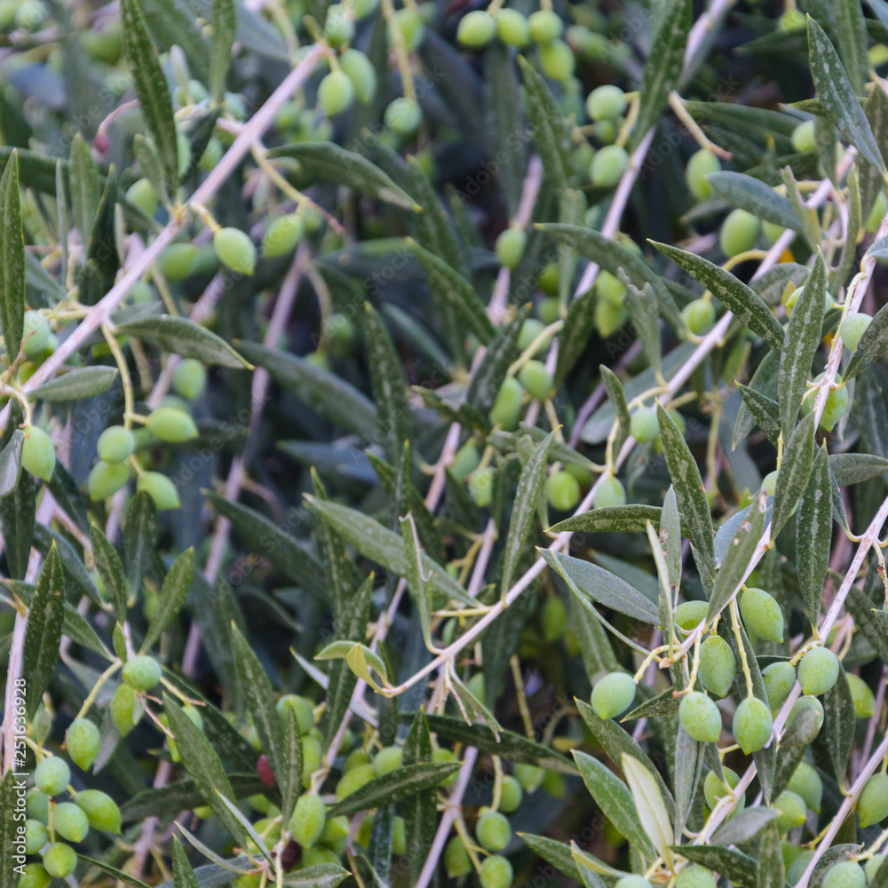 olive branches with fruits on a green blurred background olive branches with fruits on a green blurred background