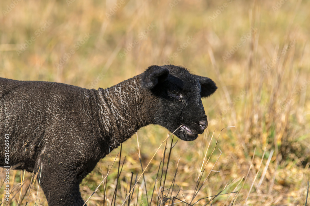 young new born black lamb explores the world young new born black lamb explores the world
