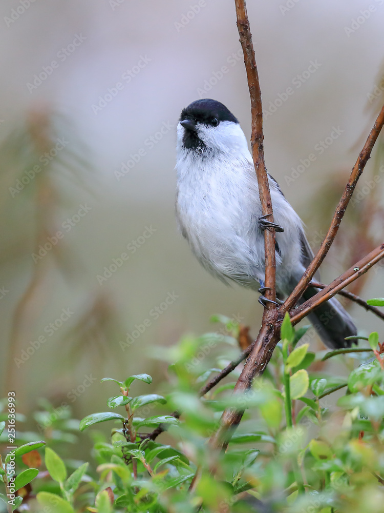 Naklejka premium Willow tit