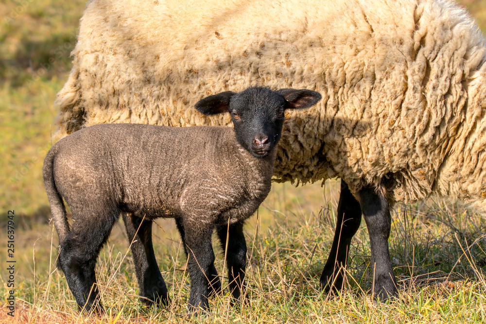 Obraz premium young new born black lamb explores the world