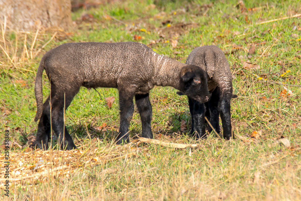 young new born black lamb explores the world young new born black lamb explores the world