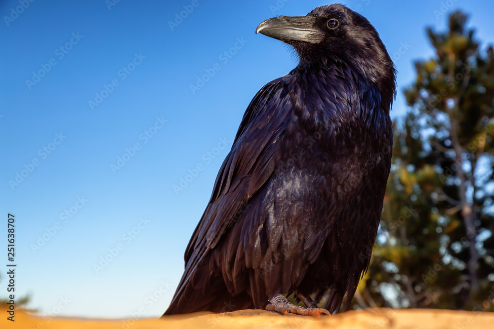 Fototapeta premium Large Black Common Raven in Bryce Canyon National Park, Utah, United States.