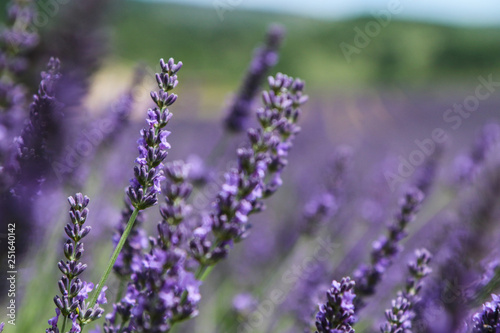 A picture from the beautiful fields of Provance during the summer and full of lavender in bloom.