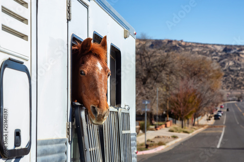 Horse looking out from a window during a sunny day. Taken in Escalante, Utah, United States.