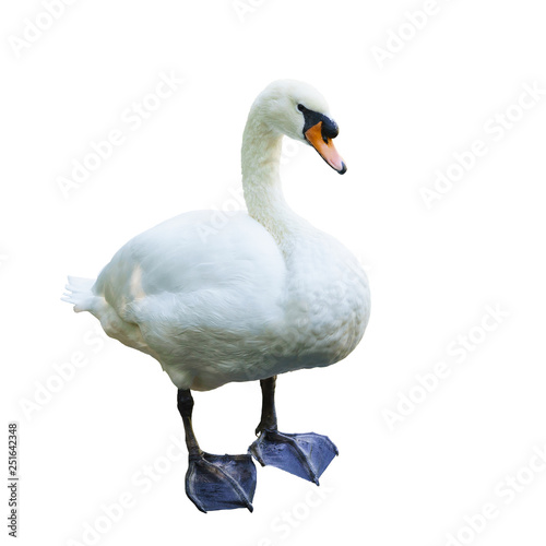Mute Swan (lat. Cygnus olor) - a bird with a long neck , elongated body, body and head of medium size with an orange-red beak, at the base of which there is a characteristic black growth