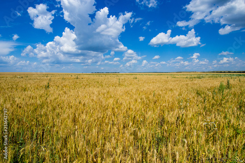 the vast field of Golden  ripe rye under a rich blue sky on which like floating clouds