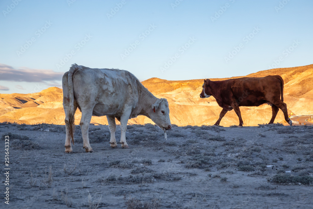 Free Range Cow in the desert field during a vibrant sunny morning. Taken near Caineville, Utah, United States of America. Free Range Cow in the desert field during a vibrant sunny morning. Taken near Caineville, Utah, United States of America.