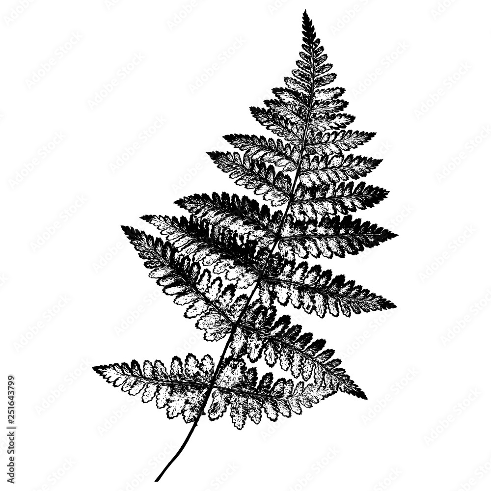 Vector botanical illustration of fern leaf. Silhouette. Design for fabric, textile, wallpaper, card, wedding invitation. Vector botanical illustration of fern leaf. Silhouette. Design for fabric, textile, wallpaper, card, wedding invitation.