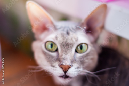 Grey peterbald cat in soft focus