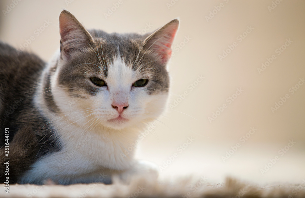 Profile portrait of young nice small cute smart white and gray domestic cat kitten with smiling expression on white copy space background. Keeping animal pet at home, wildlife concept.