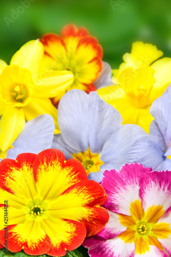 Various Primroses and Daffodils Springtime Flowers