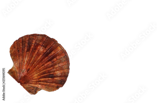 Big brown scallop isolated on white background