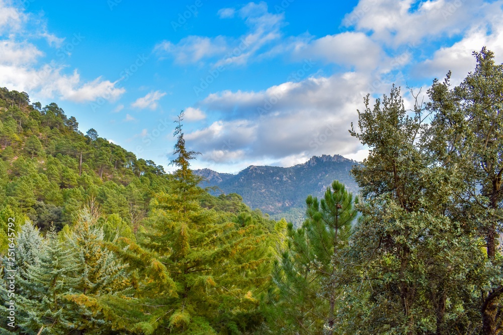 The lush evergreen forested mountains of central Spain 