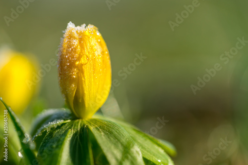 Yellow early bloomer Eranthis hyemalis
