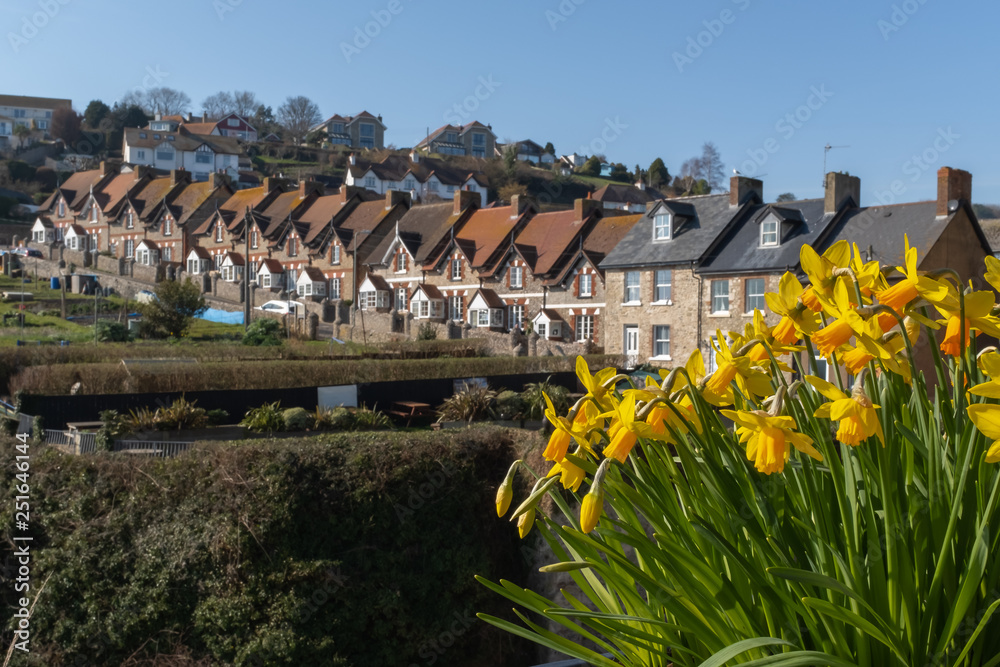 Fototapeta premium A row of fisherman cottages in the coastal village of Beer, bright yellow daffodils in the foreground