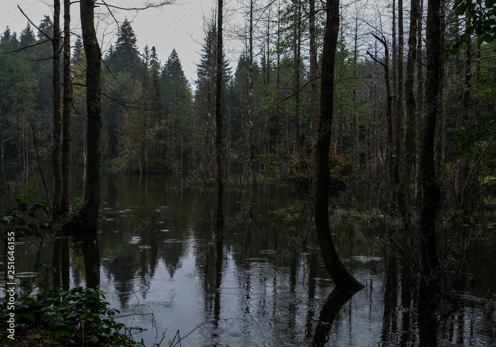 beautiful landscape with lake and misty forest