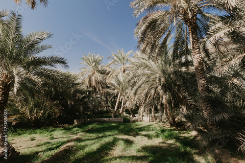 View of the unesco enlisted oasis in Al Ain  UAE