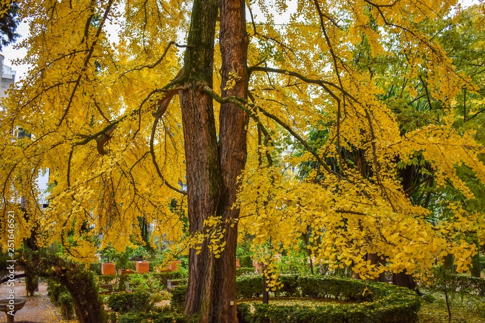 The golden yellow leaves of an autumn or Fall garden in Granada, Spain