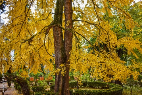 The golden yellow leaves of an autumn or Fall garden in Granada, Spain