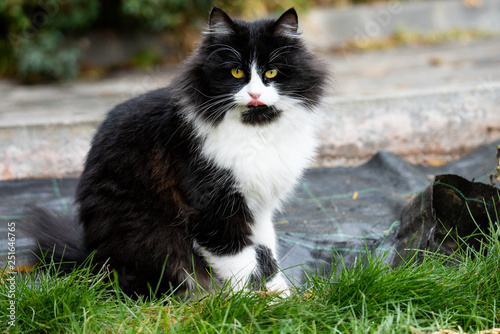 Billede på lærred Adorable cute cat sitting in the garden on the green grass