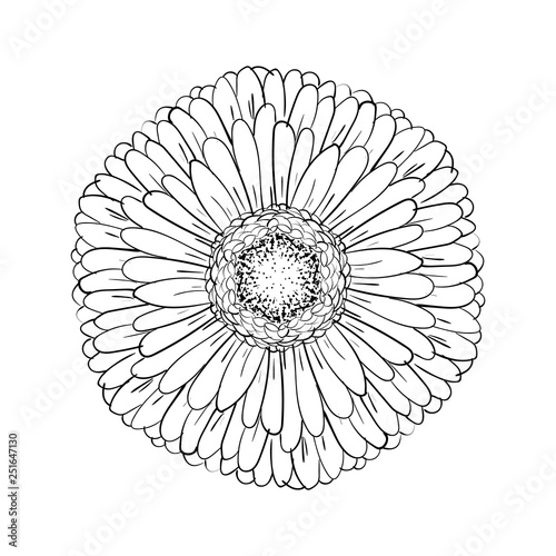 Beautiful monochrome gerbera isolated on white background. for greeting cards, wedding invitations, birthday, Valentine's Day, mother's day, seasonal holidays. Gerber Daisy line sketch illustration.