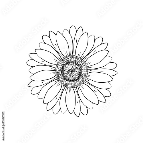 Open petals daisy head flower. Floral Botany drawings. Black and white line art. Abstract floral background. Gerbera daisy. Sketch Element for design.