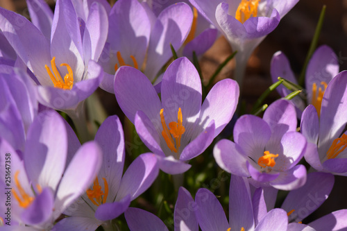 lila Krokus - Crocus