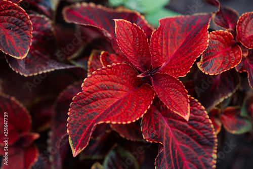 Giant exhibition rustic red coleus in macro. Amazing red leaves with yellow border close-up. Picturesque natural background of rich plant with copy space. Beautiful texture of big coleus leaves. photo