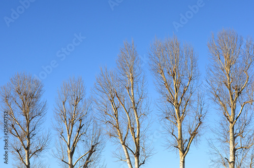white birches against the blue sky
