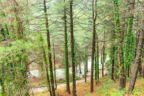 An elevated view of a river in flood through the forrest of central Spain, with trees trapped in the water.
