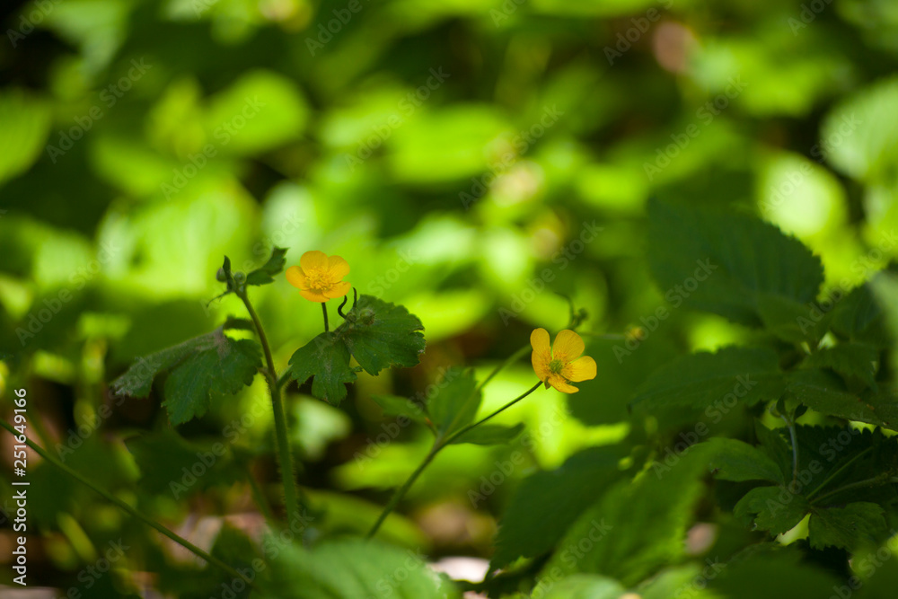 Ranunculus flowers in the countryside Ranunculus flowers in the countryside