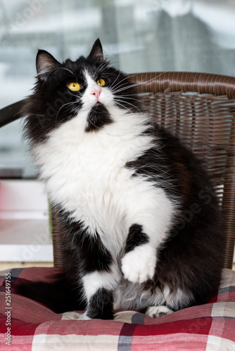 Adorable fluffy cat sitting with one paw raised looking up right. Lovely domestic feline with amazing eyes