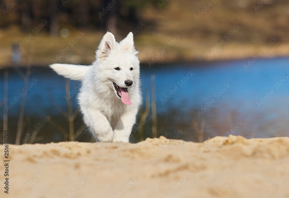 active white swiss shepherd puppy on the beach active white swiss shepherd puppy on the beach