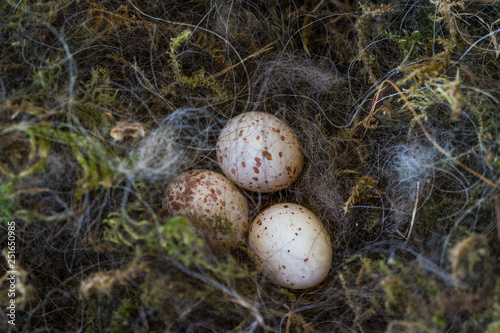 Eier im Nest photo