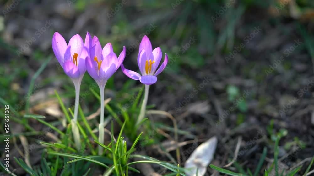 Beautiful purple crocuses in the garden Beautiful purple crocuses in the garden