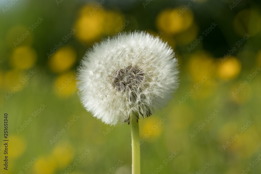 Pusteblume (Taraxacum sect. Ruderalia) Pusteblume (Taraxacum sect. Ruderalia)