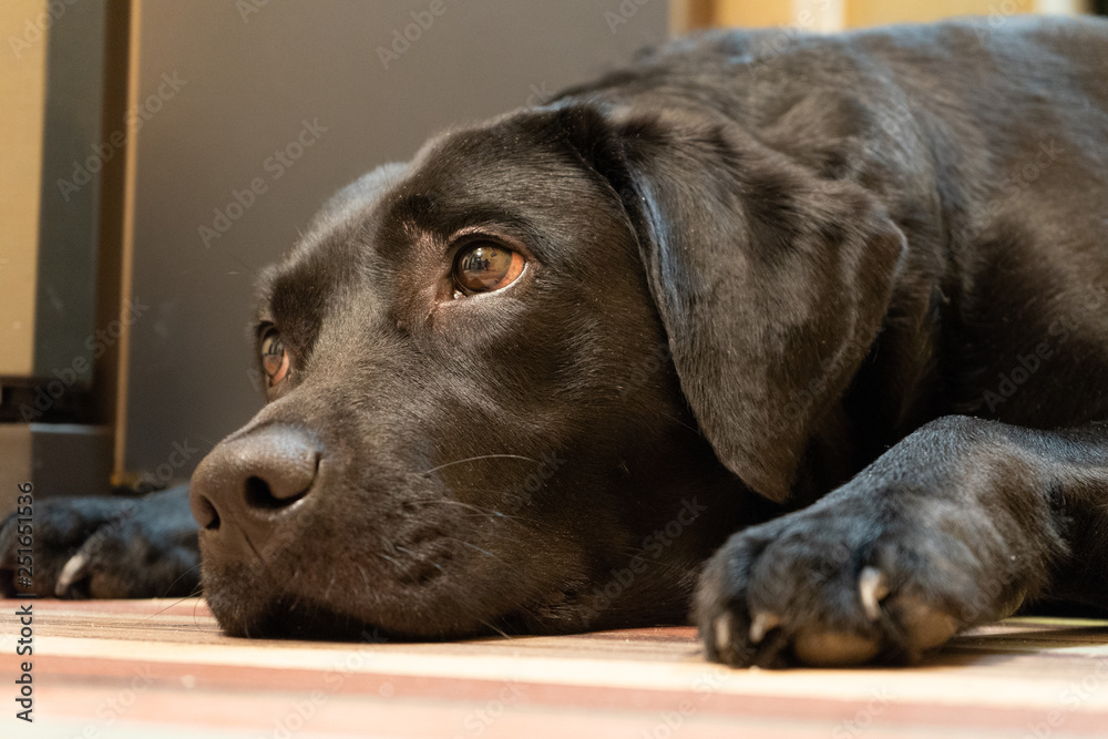 the sad sight of a black dog Labrador Retriever