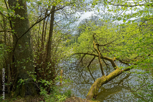 Fototapeta Naklejka Na Ścianę i Meble -  Tree leaning over water.