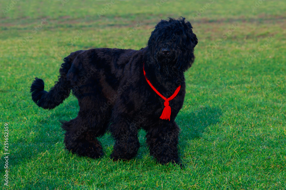 Dog breed Russian Black Terrier Dog breed Russian Black Terrier