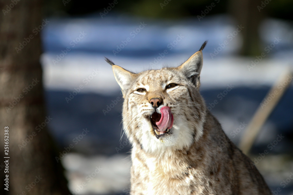 Fototapeta premium Nahaufnahme Luchs