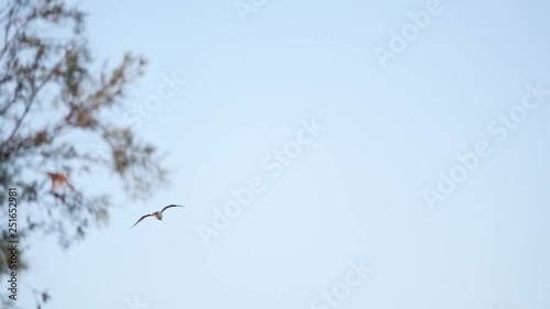 FLYING SEAGULL SKY BLUE HD SLOWMOTION 180 FPS