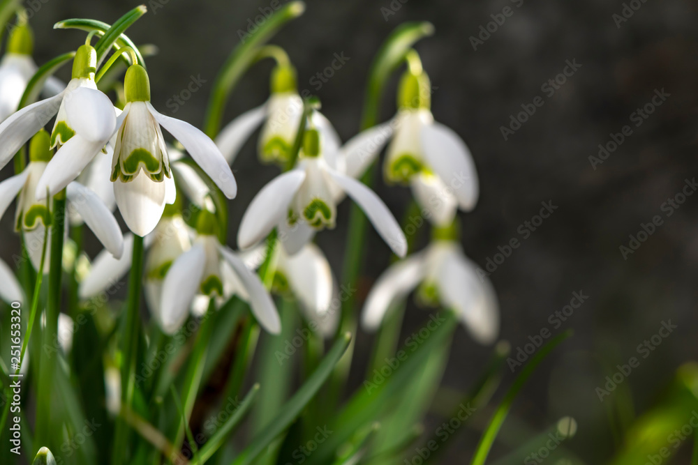 Early flowering Snowdrops (Galanthus Amaryllidaceae) in sunlight Early flowering Snowdrops (Galanthus Amaryllidaceae) in sunlight
