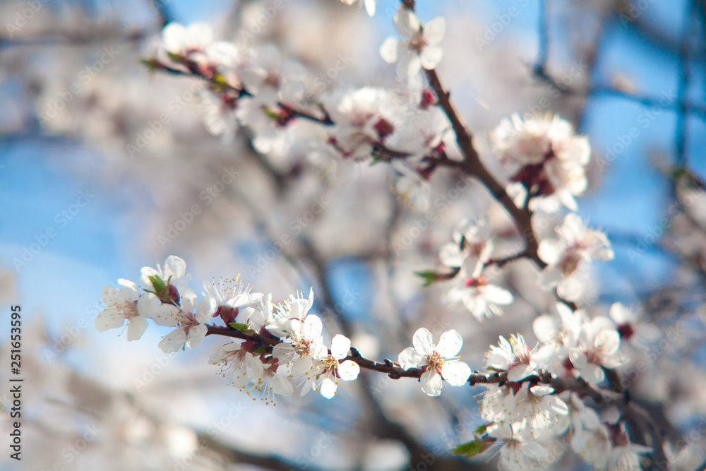 Branches of blossoming apricot macro Branches of blossoming apricot macro