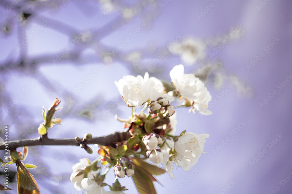 Branches of blossoming apricot macro Branches of blossoming apricot macro