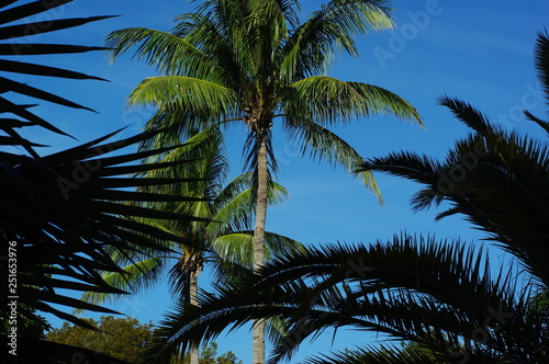Palm trees and blue skies in Florida