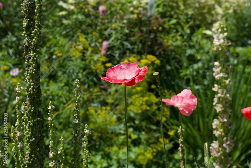Low angle Close up of pink poppy flowers and lupin in english garden in lower hudson valley, new york